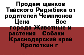 Продам щенков Тайского Риджбека от родителей Чемпионов › Цена ­ 30 000 - Все города Животные и растения » Собаки   . Краснодарский край,Кропоткин г.